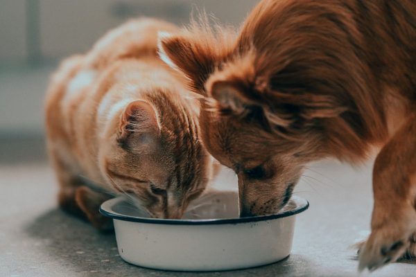 dog-and-cat-eating-together_t20_eAzkQ7
